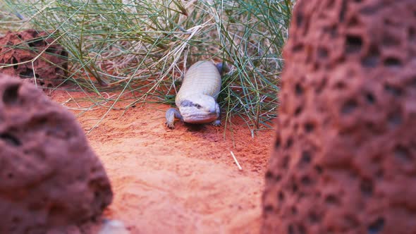 centralian blue tongue lizard emerges from a clump of grass