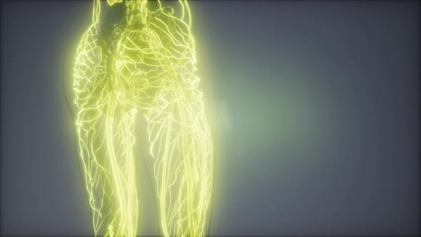 Blood Vessels of Human Body alt