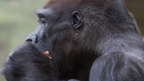 Gorilla eating carrot and observes the surroundings