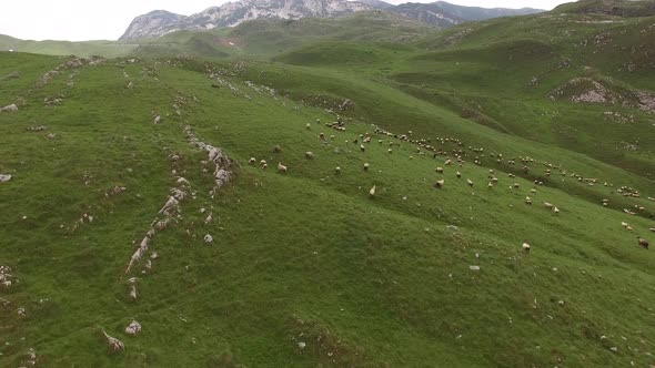 Sheep Grazing in the Mountains in the North of Montenegro