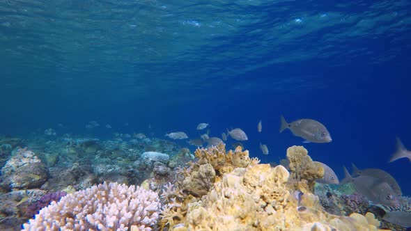 Tropical Coral Reef Marine Life