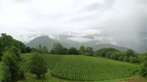 Tea Bushes Grow on the Mountainside. Organic Product. Cultivation and Harvest of Tea