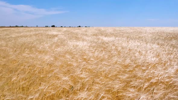 A beautiful large wheat field. Wheat swaying in the wind. Grain harvest