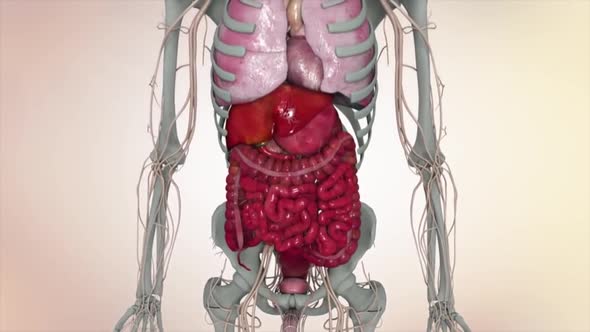 Human skeleton model on internal organs and vascular system