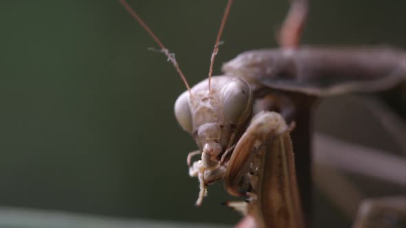 Praying mantis eating parts of a grasshopper
