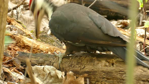 A Pileated Woodpecker pecks at a log, looking for food and then hops away.