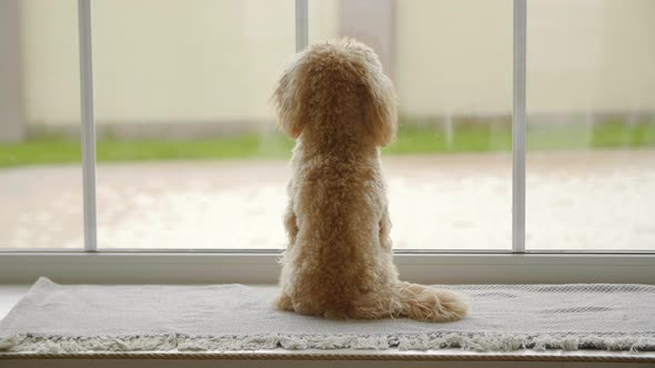 Puppy Waiting for Owner Near Window