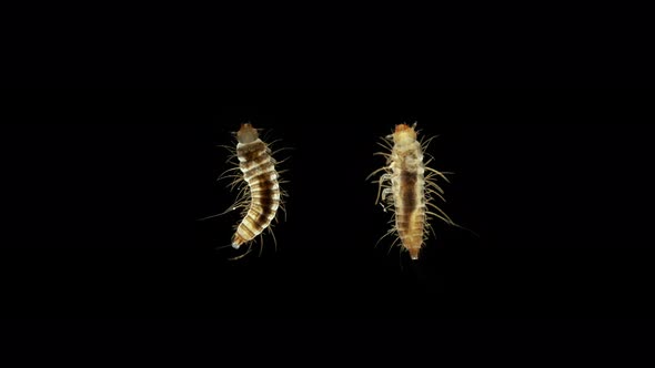 Larva of beetle Dermestes lardarius under a microscope, of family Dermestidae