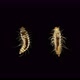 Larva of beetle Dermestes lardarius under a microscope, of family Dermestidae - VideoHive Item for Sale