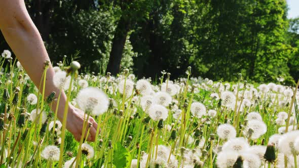 Hand of Woman Picking Dandelion Flower on Field