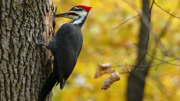 Pileated woodpecker pecking at a trunk, close-up shot.