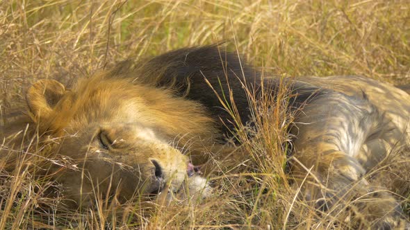 A sleeping lion