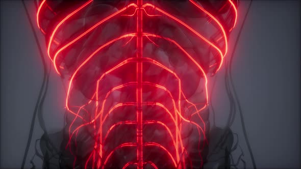 Human Brain Radiology Exam alt