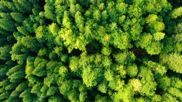 Aerial top down view of Green forest. Beautiful Nature Background. Flying above Spring