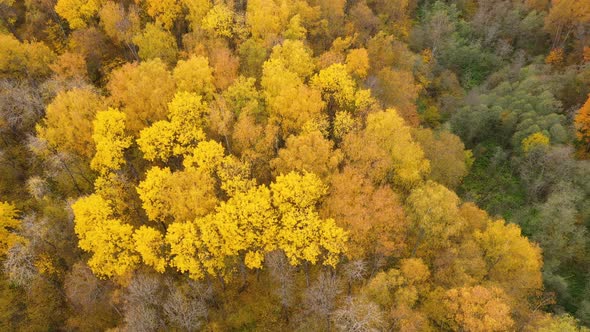 Flight Over the Autumn Forest. Crowns of Trees with Yellow Foliage. Deciduous Forest in the Fall