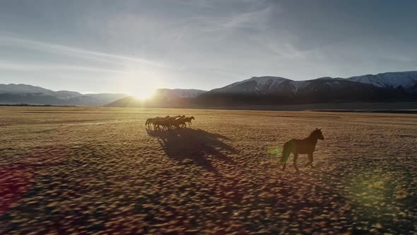 Horses Running Free in Meadow with Snow Capped Mountain Backdrop