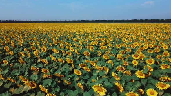 Sunflower Flowers Close Up