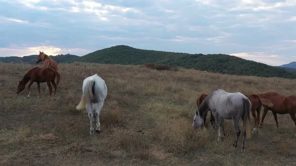 A Herd Of Horses Shot With A Drone In The Wild 11