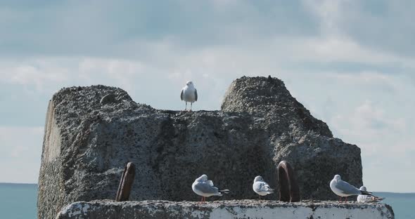 Seagull Sits on Rock. Lighthouse in Port of Sochi, Russia. Silhouettes of Seagulls on Rocks and