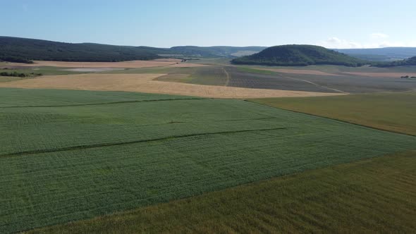 Aerial View on Green Wheat Field in Countryside