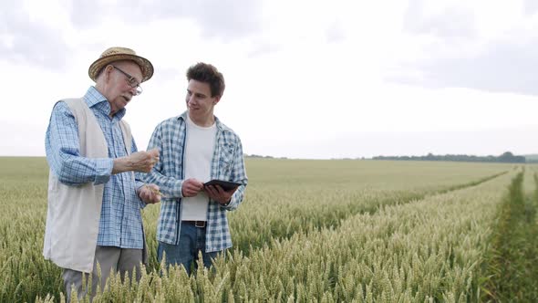 Senior Farmer Talks with Fun to Younger Man Using Tablet During Examining Wheat