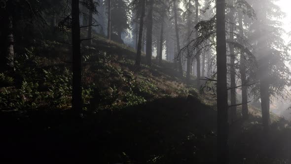 Calm Moody Forest in Misty Fog in the Morning alt