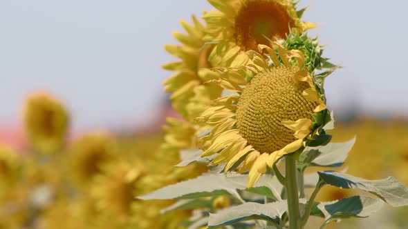 Beautiful Natural Plant Sunflower In Sunflower Field In Sunny Day 23