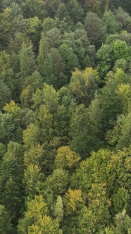 Aerial View of Trees in the Forest