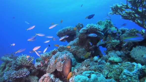 Underwater Fish Moray