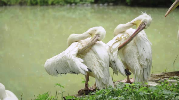 Pelican on the Lake. Close-up.