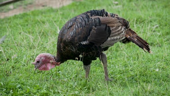 Walking Turkey on Meadow. Summer Day on Farm.