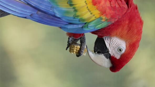 Portrait orientation shot of scarlet macaw, ara macao with striking plumage appearance, grabbing a c