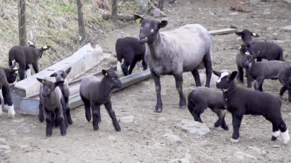 Suffolk and Norwegian sheep and lamb breeds outside playing_slomo