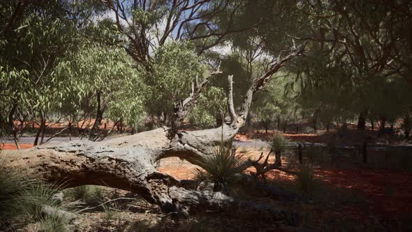 Red Sand Bush with Trees