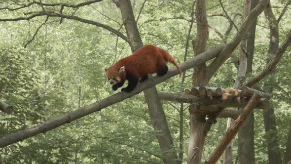 Adorable Red Panda Climbing Down The Log Bridge On Its Natural Habitat At Gdańsk Zoo In Poland. Trac