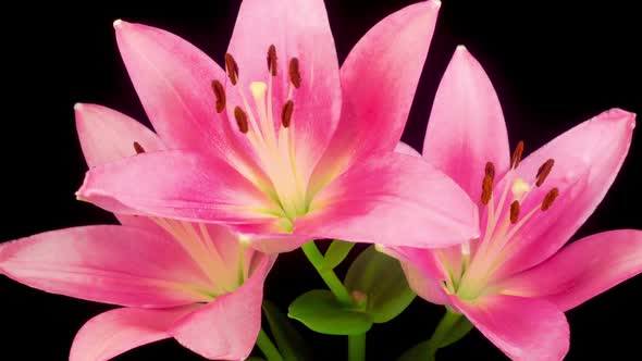 Time Lapse of Opening Beautiful Pink Lily Flower