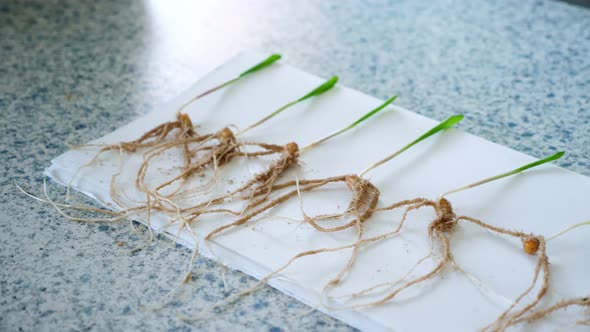Closeup Young Green Shoots with Root Systems Research in the Laboratory of Plant Genetics alt