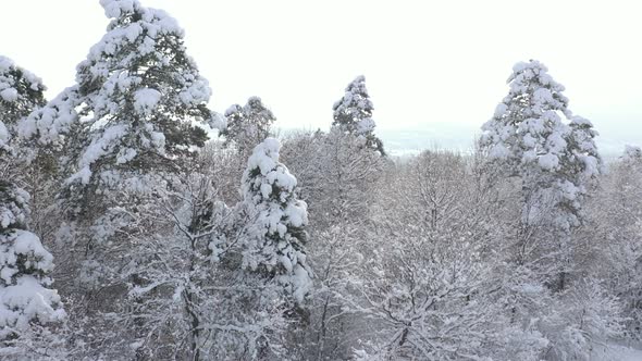 Morning scene in snowed woods 4K aerial video