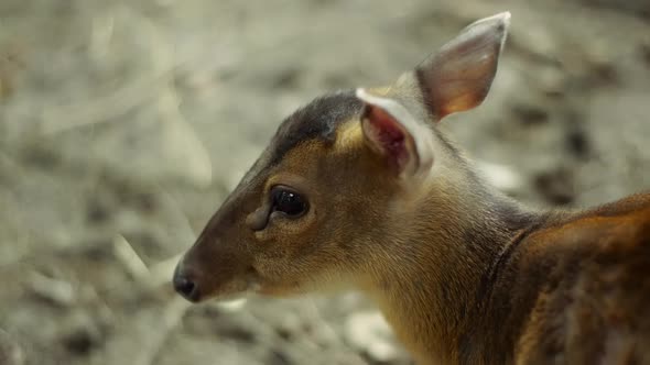 Chinese Muntjac Deer standing still but moving the ears