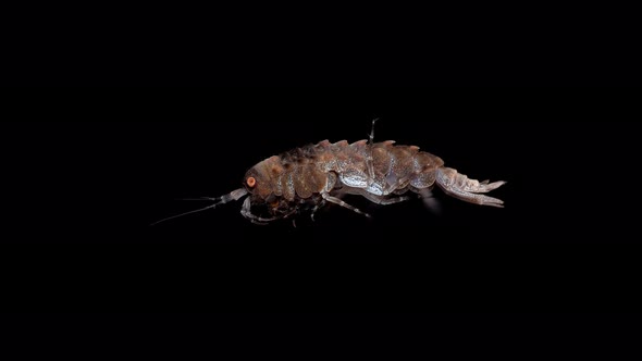 Amphipoda Family Pallaseidae Under the Microscope, Suborder Senticaudata, Endemic