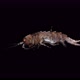 Amphipoda Family Pallaseidae Under the Microscope, Suborder Senticaudata, Endemic - VideoHive Item for Sale