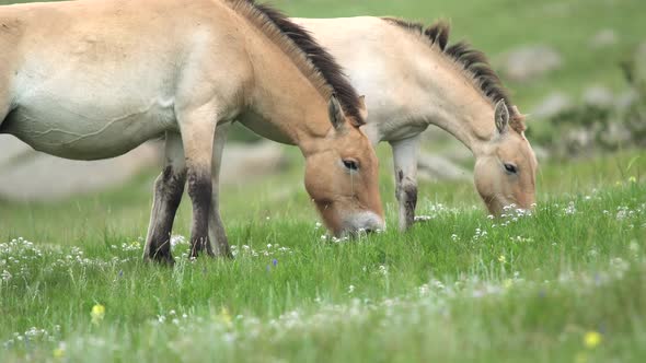 Wild Przewalski Horses in Natural Habitat in The Meadow of Mongolia