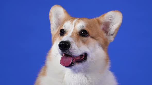 Portrait of a Dog of Breed Welsh Corgi Pembroke in the Studio on a Blue Background