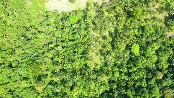 Green lush vegetation texture with palm trees and tropical plants on hills of island on a sunny summ