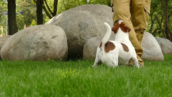 Happy Terrier Puppy Plays Outdoors in Park