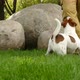 Happy Terrier Puppy Plays Outdoors in Park - VideoHive Item for Sale