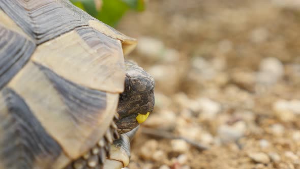 Testudo hermanni turtle hiding in armour 4K 2160p UltraHD footage - Testudo graeca slowly eating gra