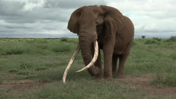 African Elephant (Loxodonta africana) tilt shot of big bull "Tusker" with huge tusks, eating, in the