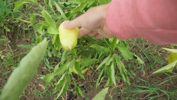 Ripe Green Bell Peppers Hanging on the Plant in a Vegetable Garden