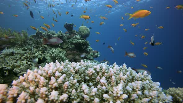 Coral Reef Marine Life